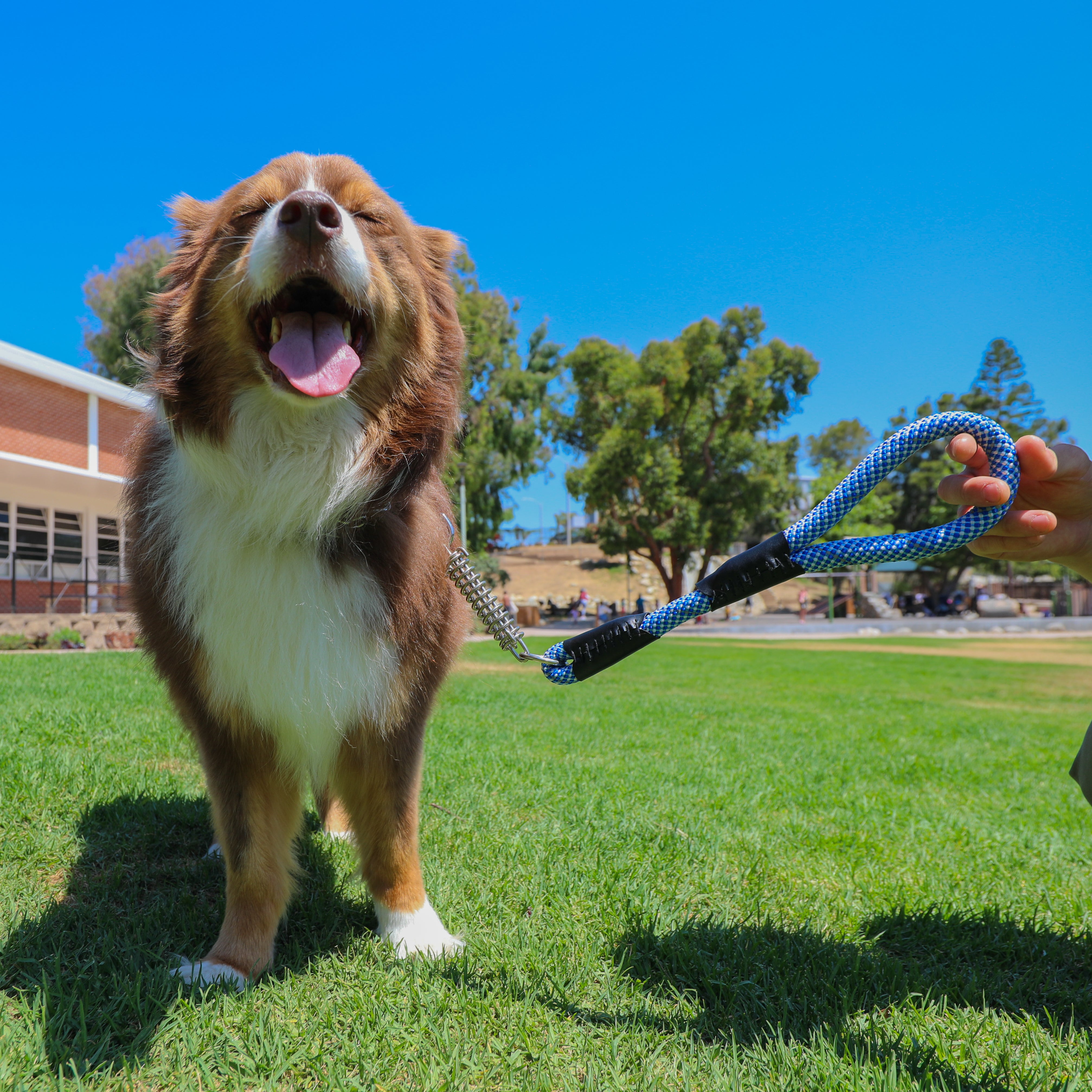 Keeping Your Furry Friends Cool: A Guide to Summer Pet Care with Petiq –  Petique, Inc.