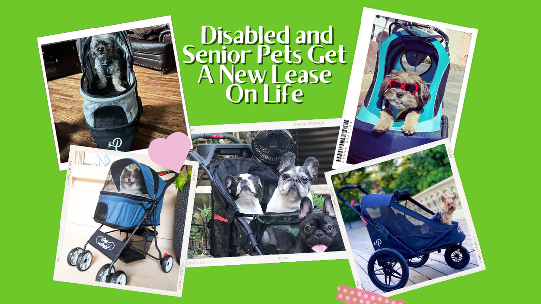 How Pet Strollers Give Disabled and Senior Pets A New Lease On Life
