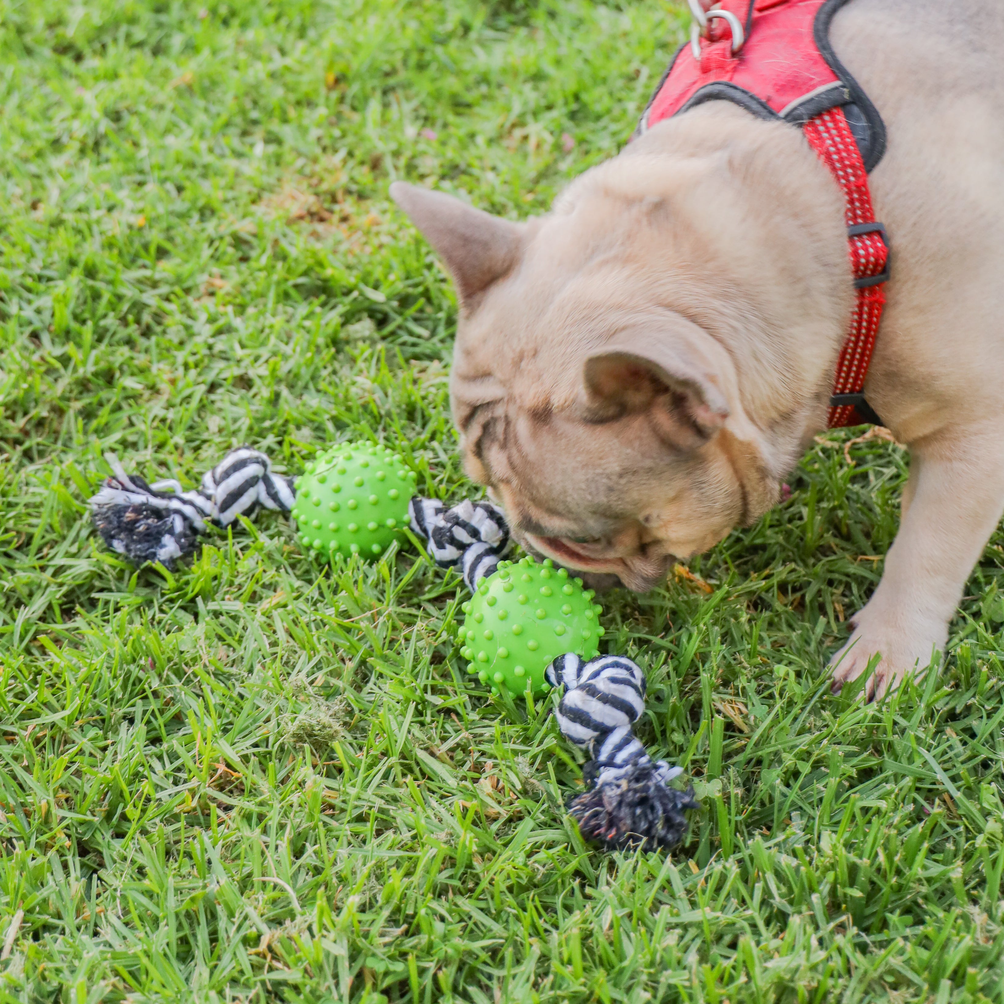 Durable Rope and Chew Dog Toy Fun Mentally Physically Stimulating Built Tough with Reinforced Knots Safe with No Harmful Chemicals Variety of