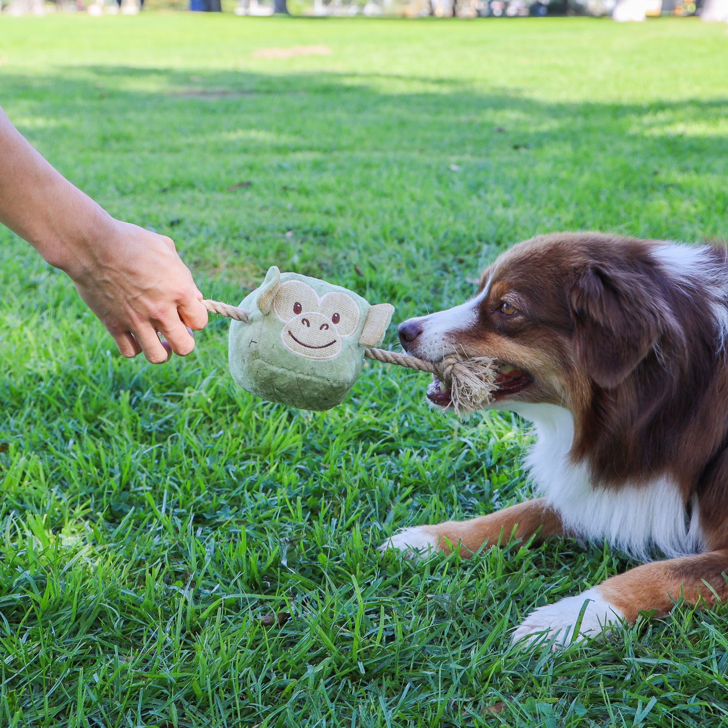 Revolutionary Pet Travel Bundle