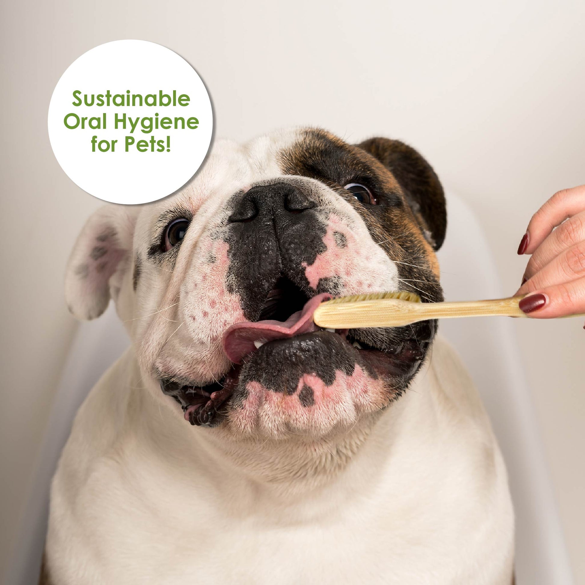 bull dog bamboo pet toothbrush petique