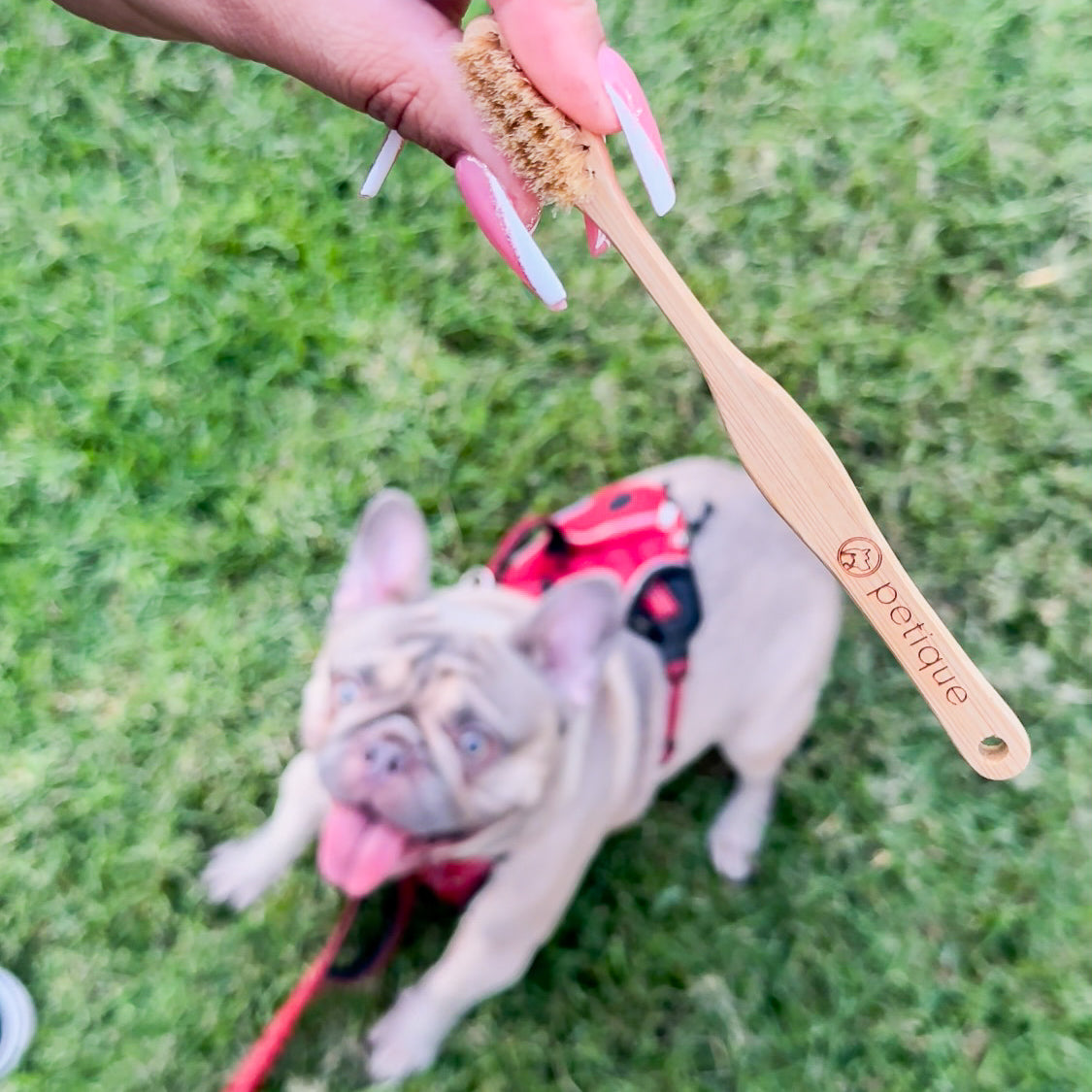 100% Sustainable Bamboo Pet Toothbrush for Dogs/Cats/Pets, Smooth Bamboo Handle, Boar's Hair Bristle, Eco-Friendly, Sustainable, Biodegradable, Non-Toxic, Compostable