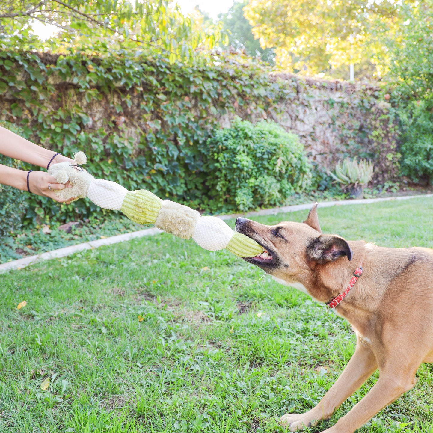 Craig the Tough Hemp Caterpillar Dog Toy: Durable Squeaky Balls, Crinkle Material for Interactive Play, Eco-Friendly Hemp Antennas, Reduces Boredom & Destructive Behavior