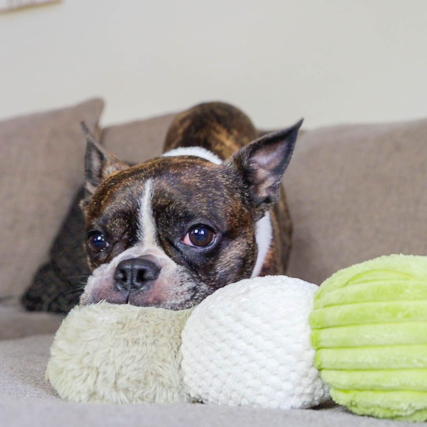 Craig the Tough Hemp Caterpillar Dog Toy: Durable Squeaky Balls, Crinkle Material for Interactive Play, Eco-Friendly Hemp Antennas, Reduces Boredom & Destructive Behavior