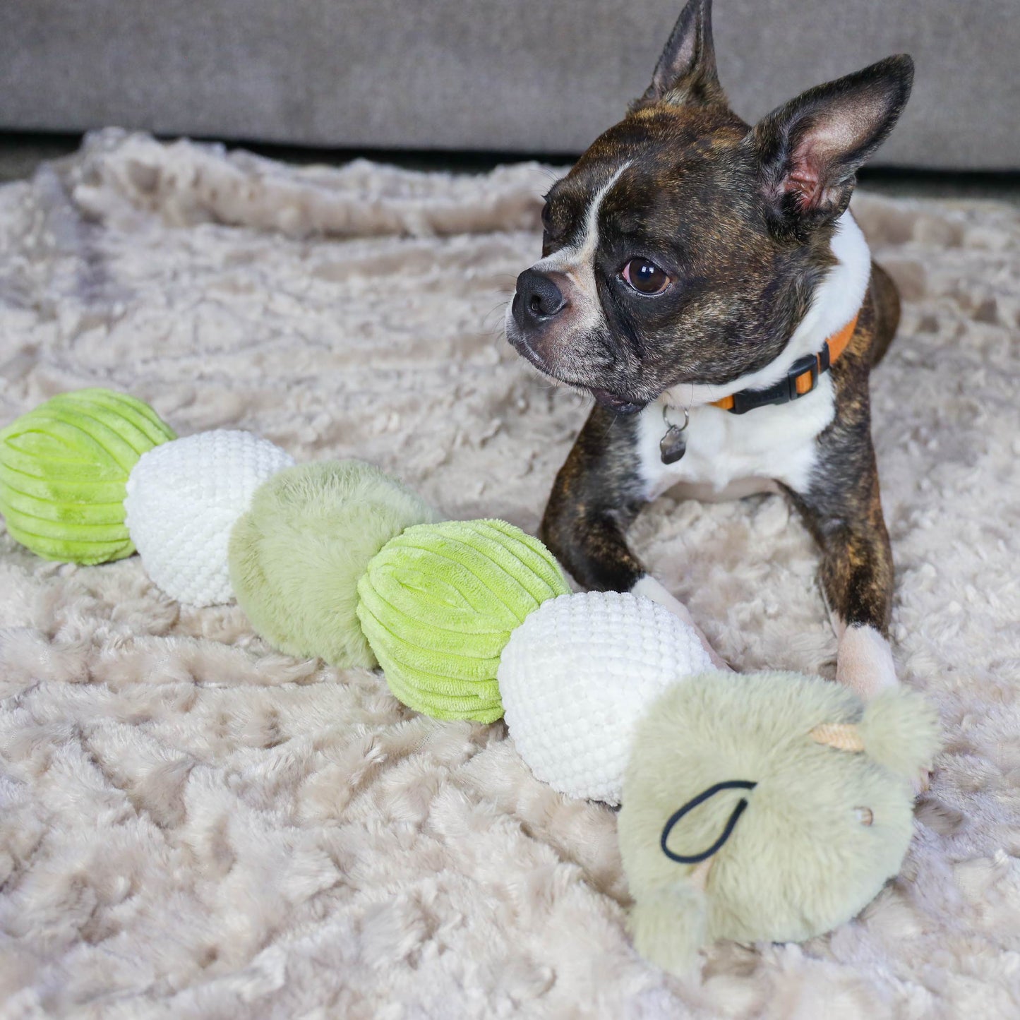 Craig the Tough Hemp Caterpillar Dog Toy: Durable Squeaky Balls, Crinkle Material for Interactive Play, Eco-Friendly Hemp Antennas, Reduces Boredom & Destructive Behavior