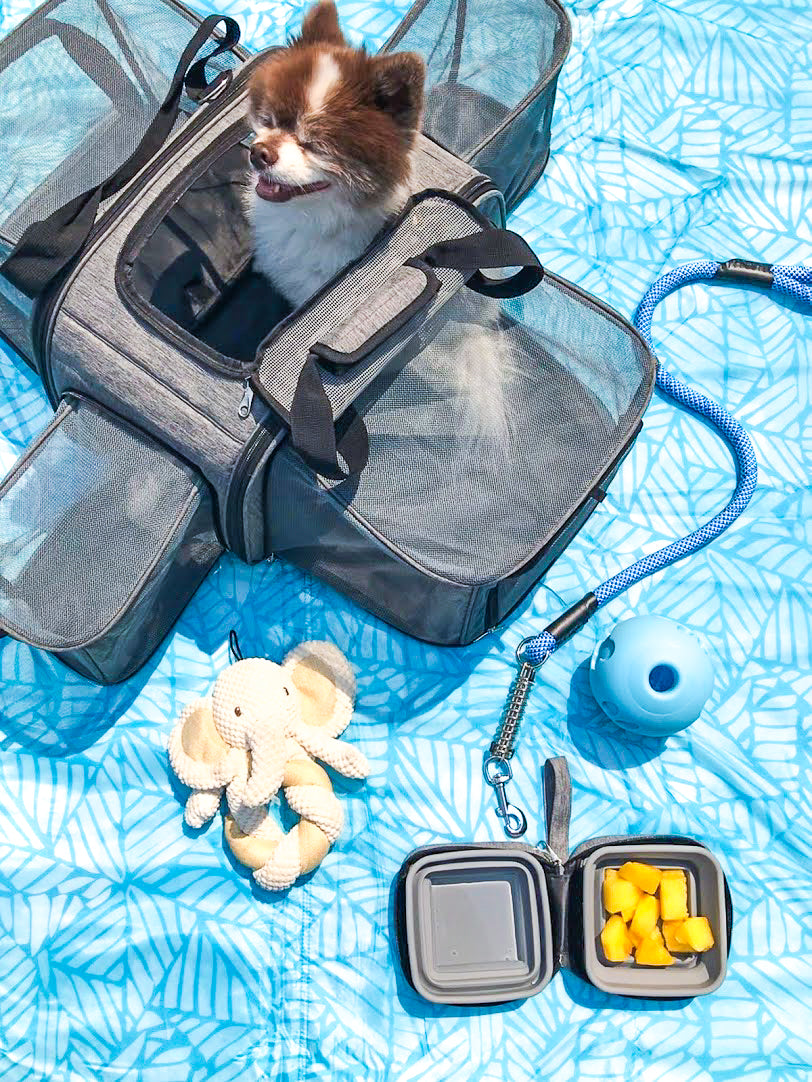 Best small pet outlet carrier