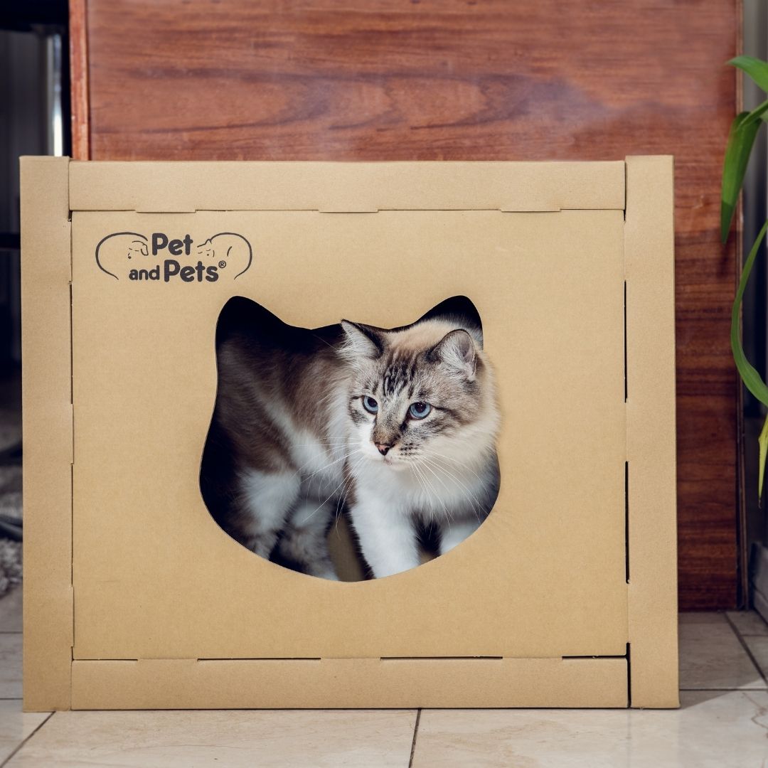 Pet boxes for sale cats