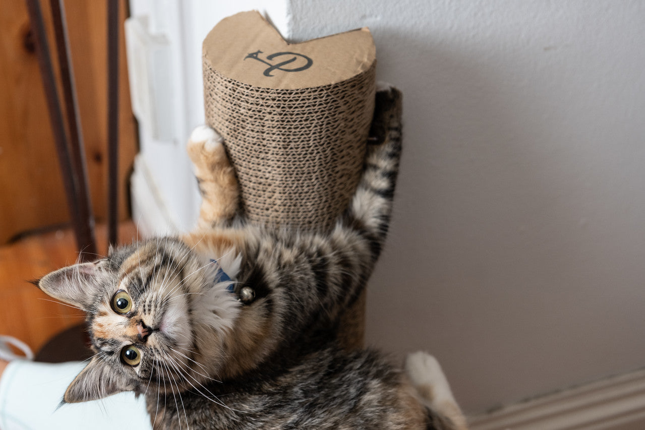 Corner cat outlet scratching post