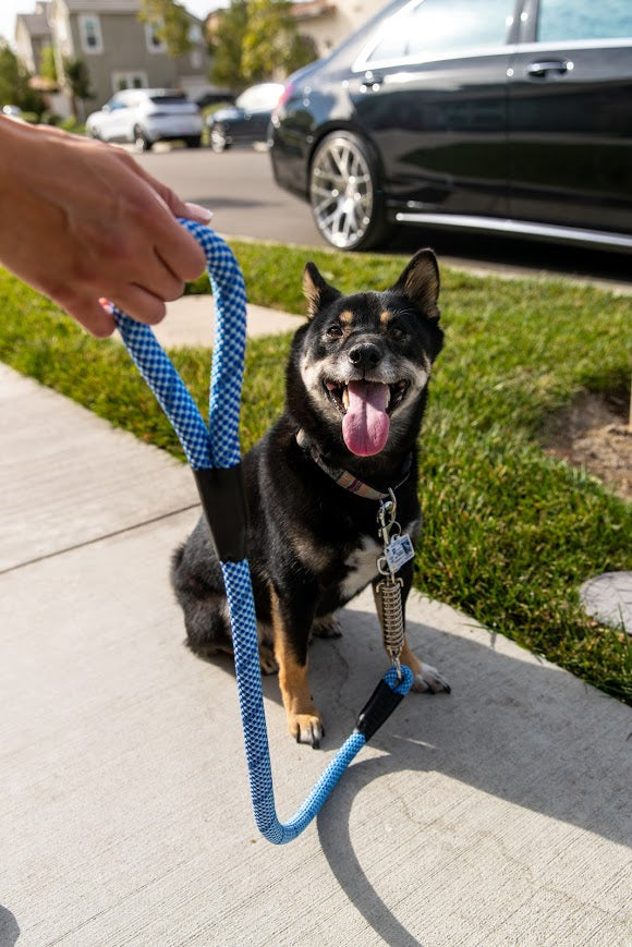 Dog lead with shock absorber sale