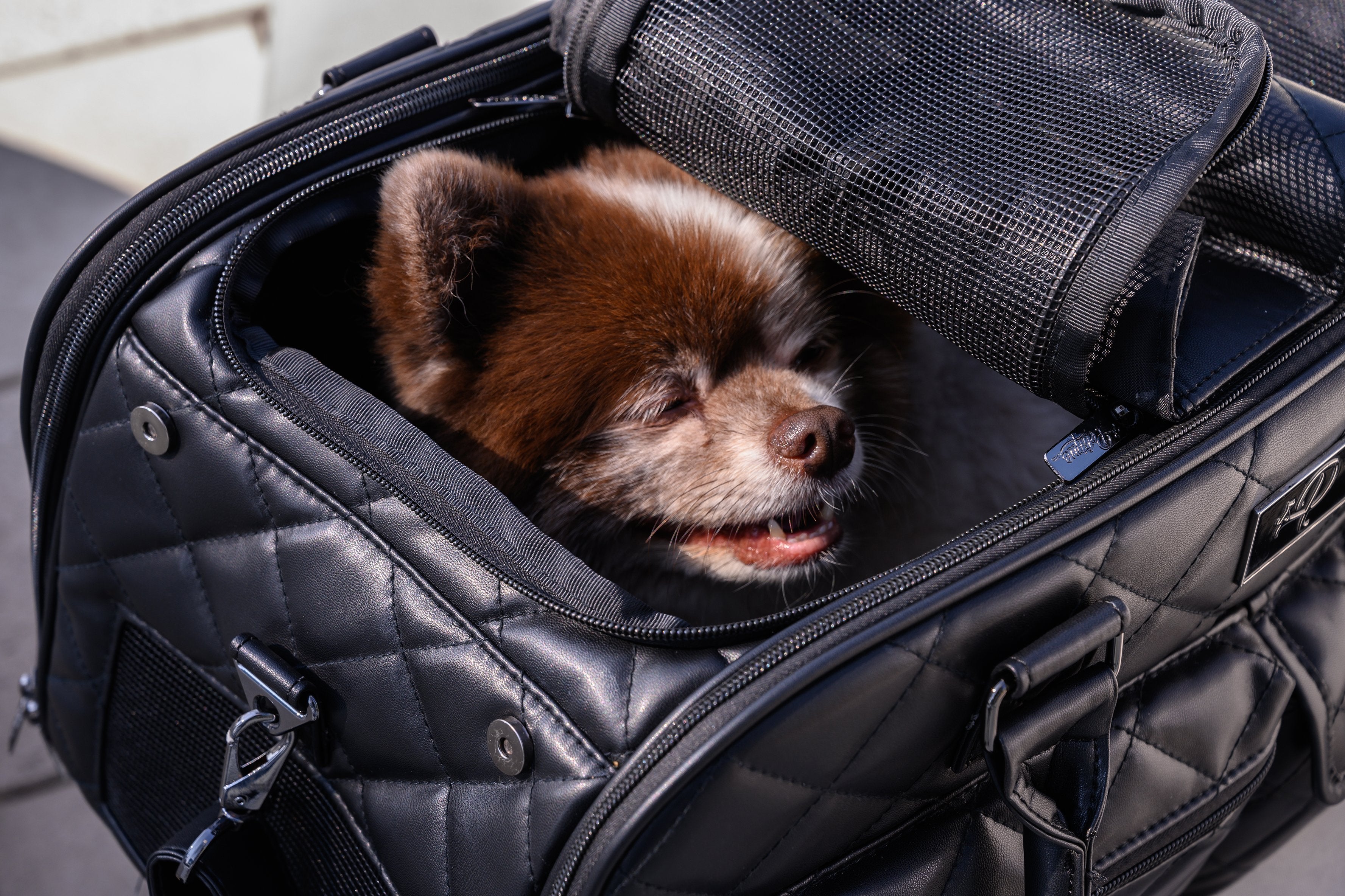 Pomeranian carrier store