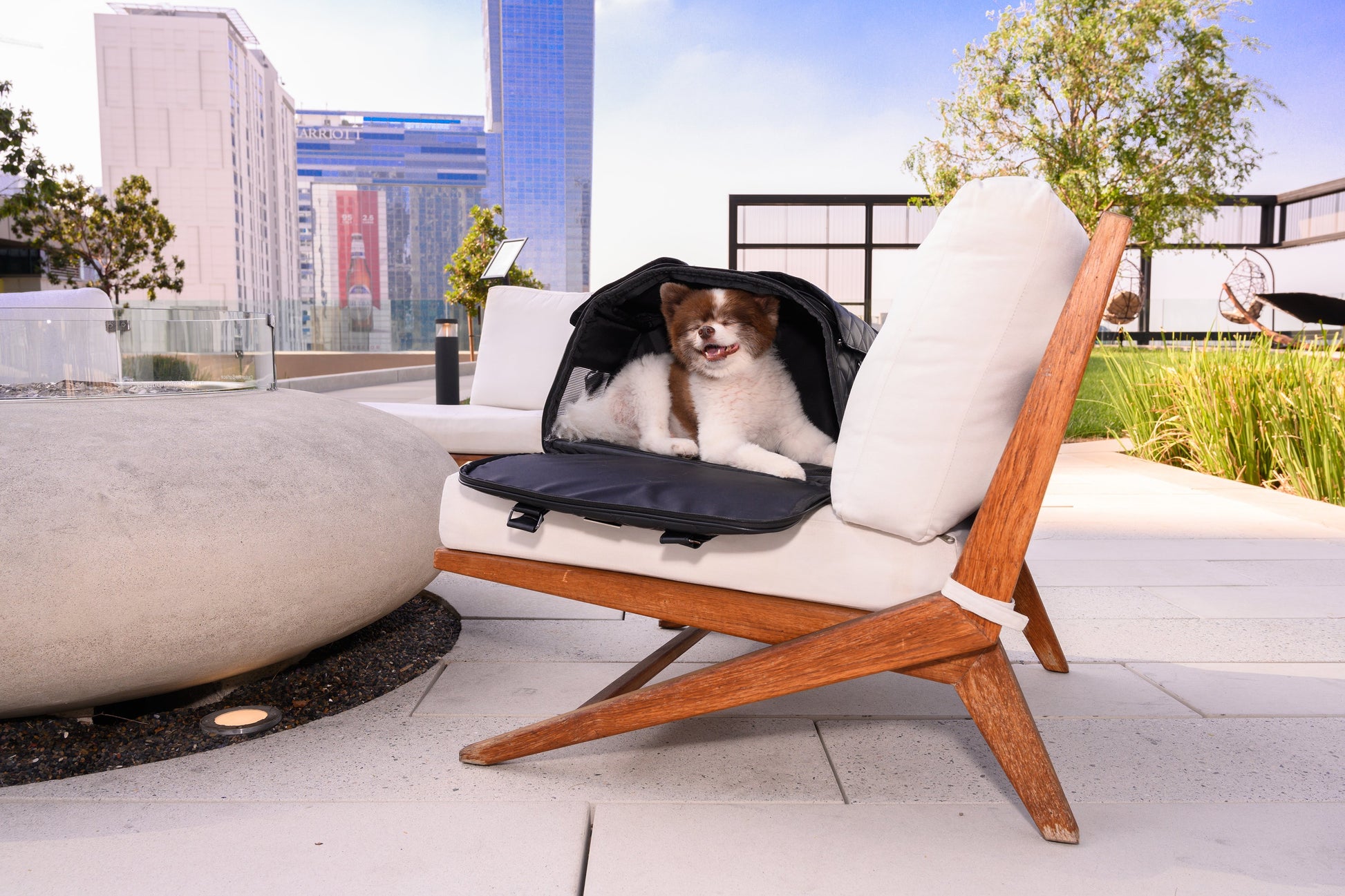 Petique Happy Camper Pet Carrier for Dog, Cat, Small Animal – Petique, Inc.